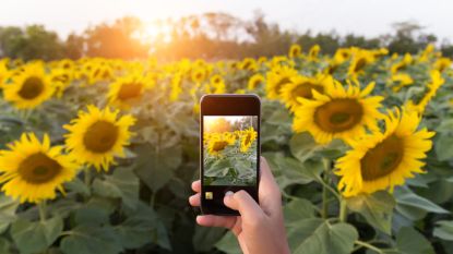 Shazam voor natuurliefhebbers: deze app herkent bloemen, planten en insecten