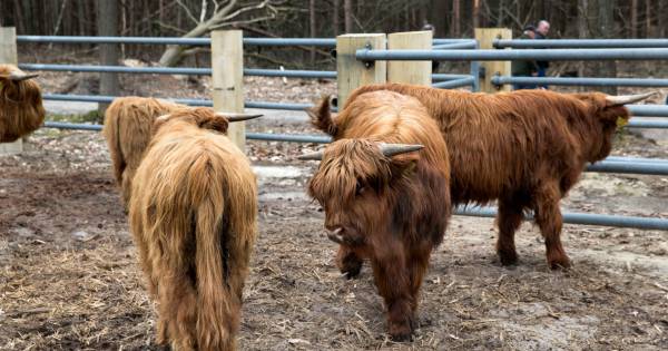 Grote grazers zullen in het Vressels Bos bij Nijnsel niet verhongeren