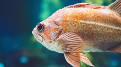 Geen grap: ook goudvissen kunnen een depressie krijgen