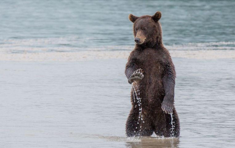 Comedy Wildlife Photography Awards.