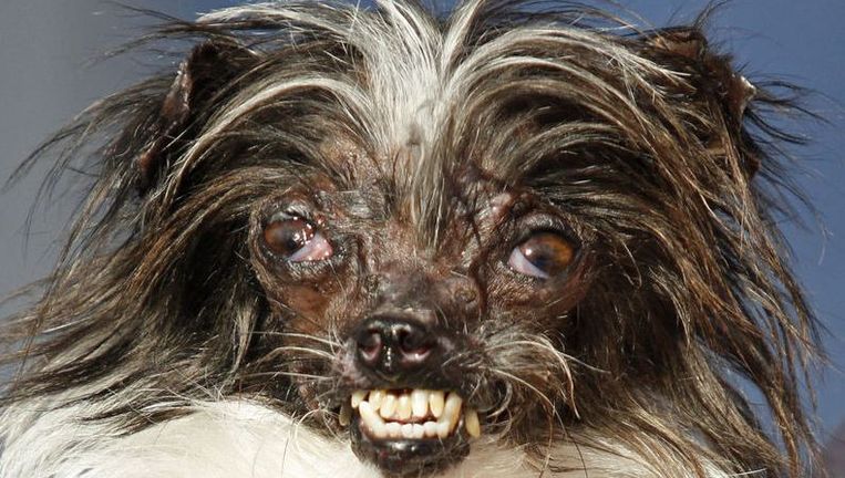 Dit Is De Lelijkste Hond Ter Wereld Het Nieuwsblad Mobile