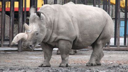 Wacht deze zes prachtige dieren hetzelfde lot als de noordelijke witte neushoorn?