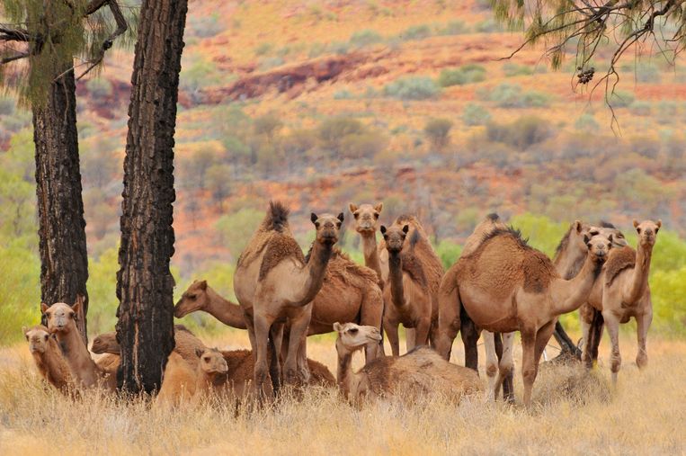 Meer dan 5.000 dromedarissen gedood in Australië omdat ze bedreiging