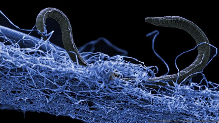 Een nematode (rondworm) in een biofilm van micro-organismen. Dit organisme werd ontdekt in Zuid-Afrika op een diepte van 1,4 kilometer.