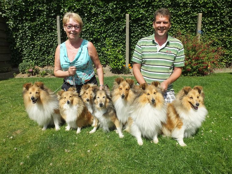Fokkers Hebben Mooiste Shelties Ter Wereld Deinze In De Buurt