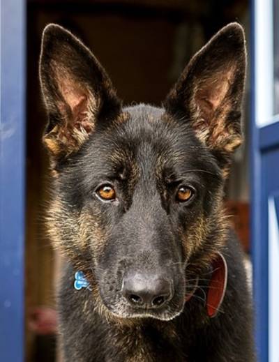 Waar is herder Enya gebleven?