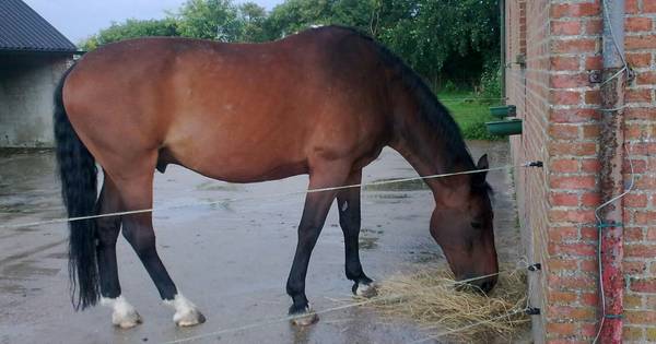 Paard overleden na zware mishandeling in Zuidzande | Zeeuws-Vlaanderen - PZC