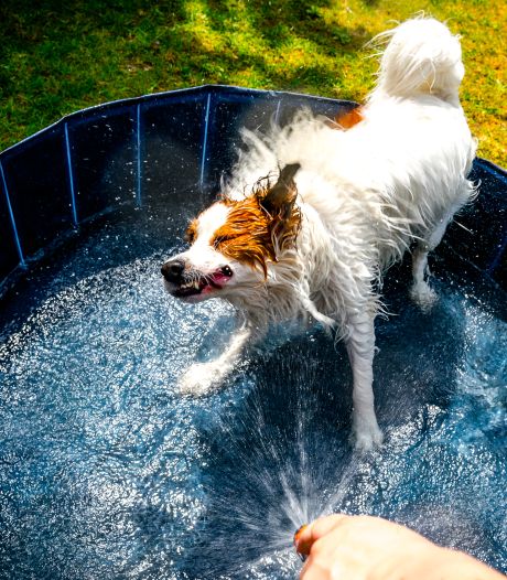 Waarom Worden Sportvelden Wel Besproeid Terwijl We De Tuin Geen Water Mogen Geven Apeldoorn Ad Nl