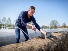 Twentse aspergetelers uitverkocht: ‘Deze gekte nog nooit meegemaakt’