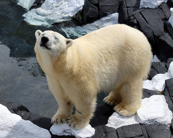 IJsbeer Szenja in dierenpark Seaworld stierf op 21-jarige leeftijd.
