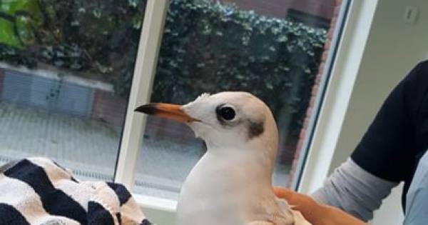 Het leven van de meeuw hing aan een nylon draadje.