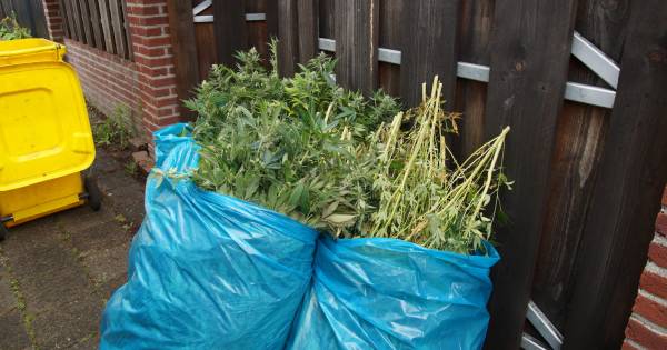 Hennepkwekerij aangetroffen in woning #SprangCapelle, politie neemt auto in beslag.