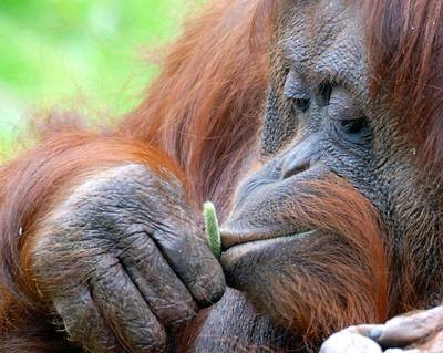 Oudste orang-oetan Apenheul overleden