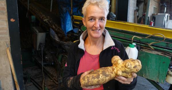 Uit de kluiten gewassen aardappel in Willemstad