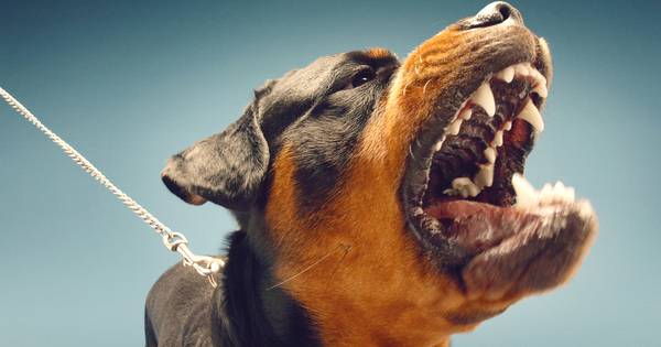 Minister wil 'zwarte lijst' voor agressieve honden | Kampen - AD.nl