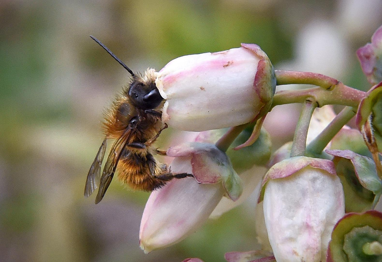 Snelle afname insecten kan ‘rampzalig’ uitpakken voor de natuur, stelt ...