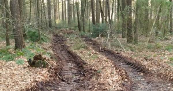 Odiliapeel krijgt zijn excursie naar de 'rigoureus uitgedunde' Peelse bossen