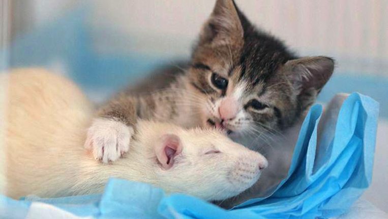 Vertederende vriendschap tussen ratten en kittens in dit 