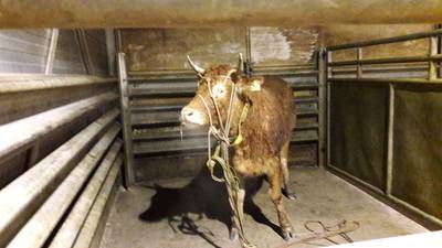 Losgebroken koe Hermien na weken eindelijk gevangen