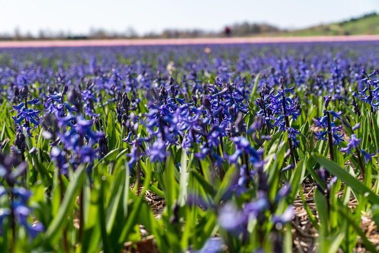 Allemaal Een Uurtje Minder Slaap De Zomertijd Is Ingegaan Het Parool