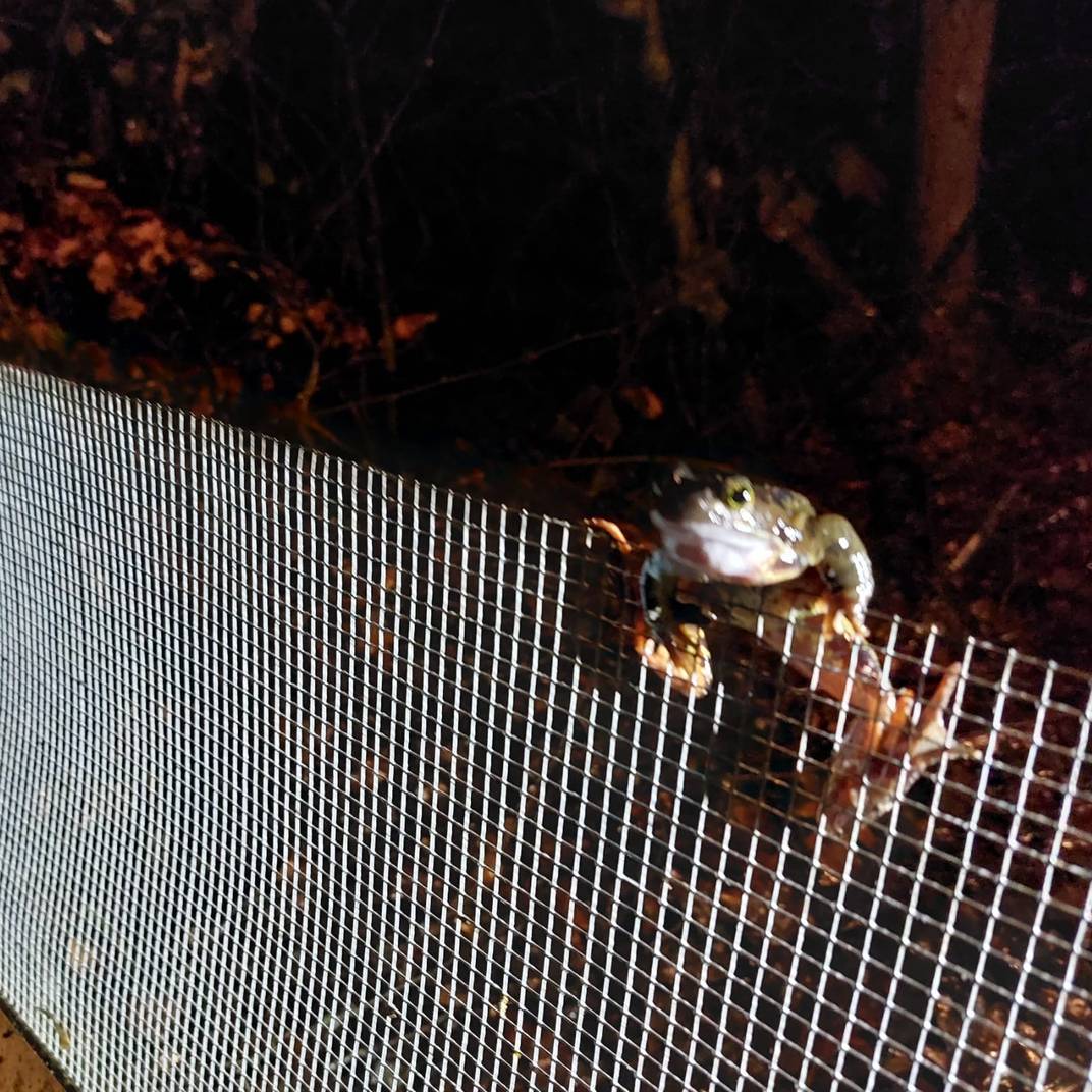 Terwijl chauffeurs voorbijrazen, rapen vrijwilligers padden op: ‘Ze zijn te opgewonden om het gevaar te zien’