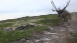 Dit moet je (niet) doen wanneer een rendier je aanvalt