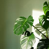 Gatenplant in huis? Zó verzorg je de Monstera goed