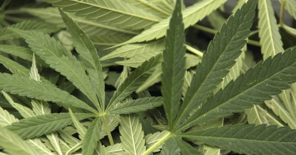 2 mannen aangehouden in hennepkwekerij Sirjansland | Schouwen-Duiveland - PZC