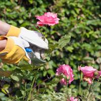 Deze drie planten en bloemen moet je niet snoeien in de maand juli