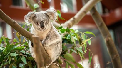 Koala's en zeepaardjes kregen het hard te verduren in 2017