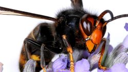 'Monsterwesp' die bijen bedreigt duikt opnieuw op in Vlaanderen