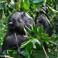Zeldzame ‘burgeroorlog’ onder apen: ’s werelds grootste gemeenschap van chimpansees valt uit elkaar