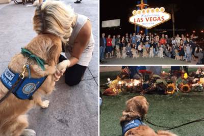 Knuffelhonden bieden slachtoffers Las Vegas troost