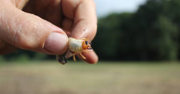 Vraatzuchtige keverlarf slaat toe op de velden van jubilerend VV Alem - BD.nl