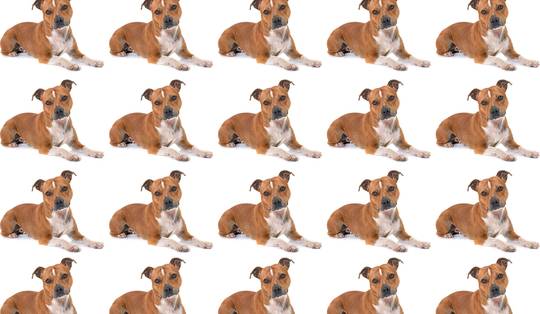 Je overleden hond laten klonen zoals Tom Brady: krijg je dan écht ‘dezelfde’ viervoeter terug en gebeurt dit ook in België?