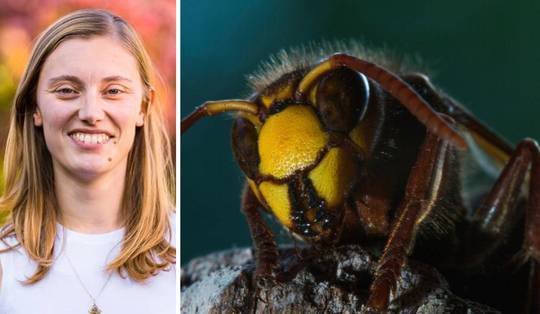 ‘Wat je moet doen als je hoornaars ziet? Simpel: gaan lopen’