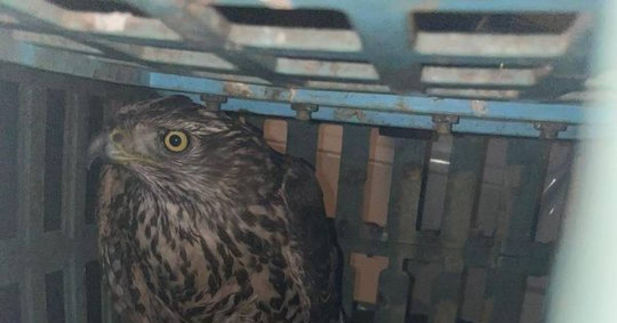 Stroper uit gemeente Dalfsen neemt gevangen roofvogel mee in auto, politie grijpt in.