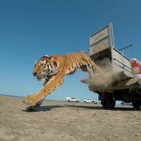 Voor het eerst in meer dan 70 jaar loopt er weer een tijger rond in Kazachstan, met dank aan Poetin